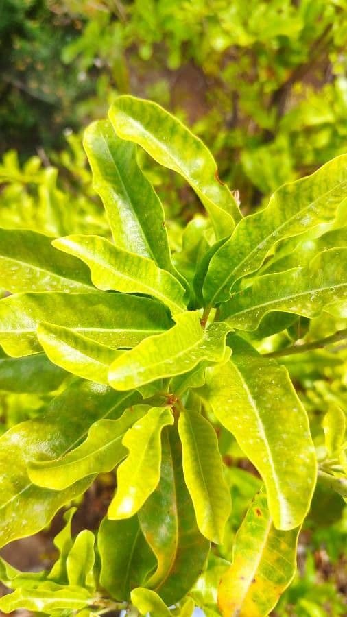 Sideroxylon