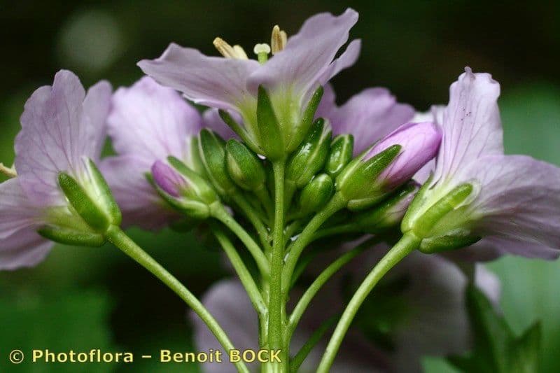 Cardamine raphanifolia 28