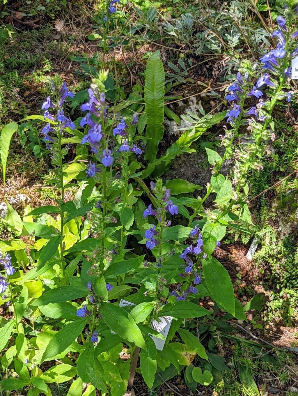 Lobelia blu 8