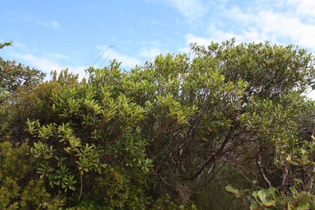 Elaeocarpus 4
