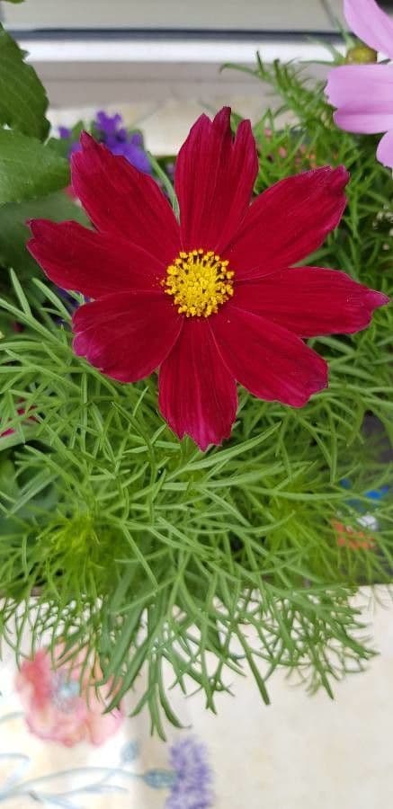 Cosmos 5