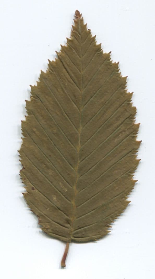 Carpino nero 29