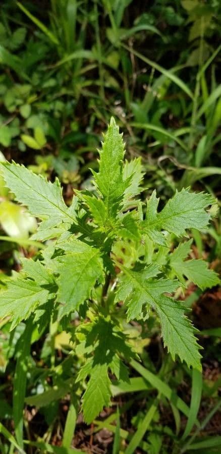 Emilia sonchifolia 13