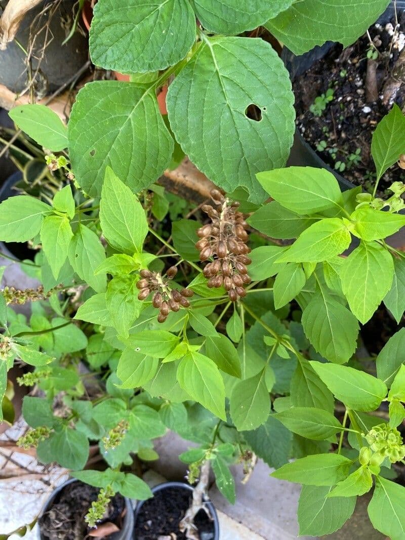Basilico minore 18