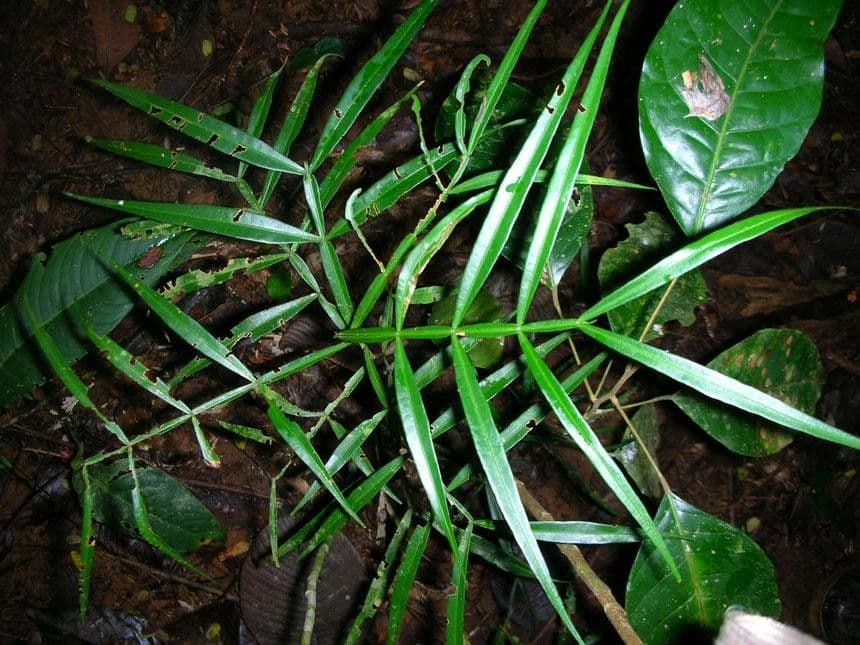 Inga 11