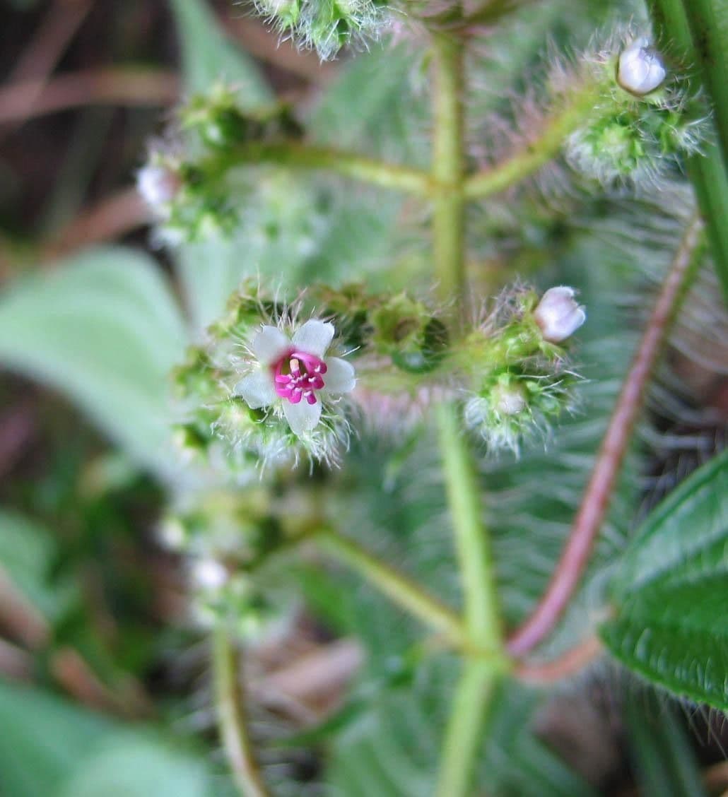 Miconia 9