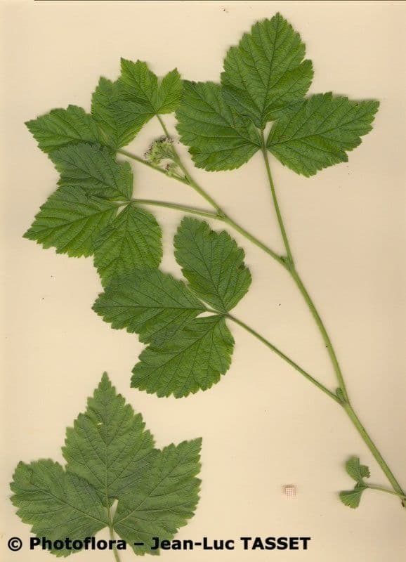 Rovo sassatile 27