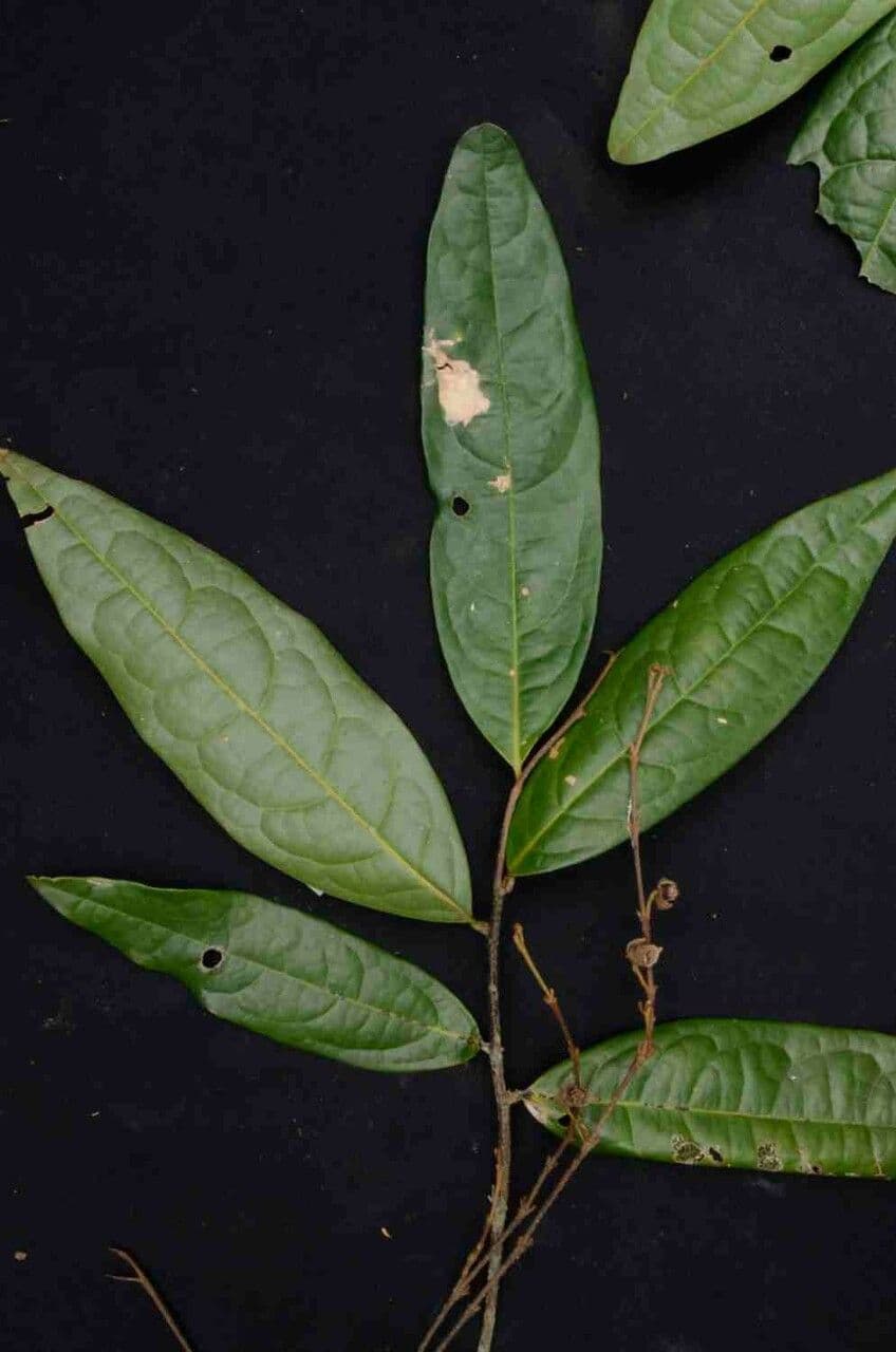 Duguetia 9