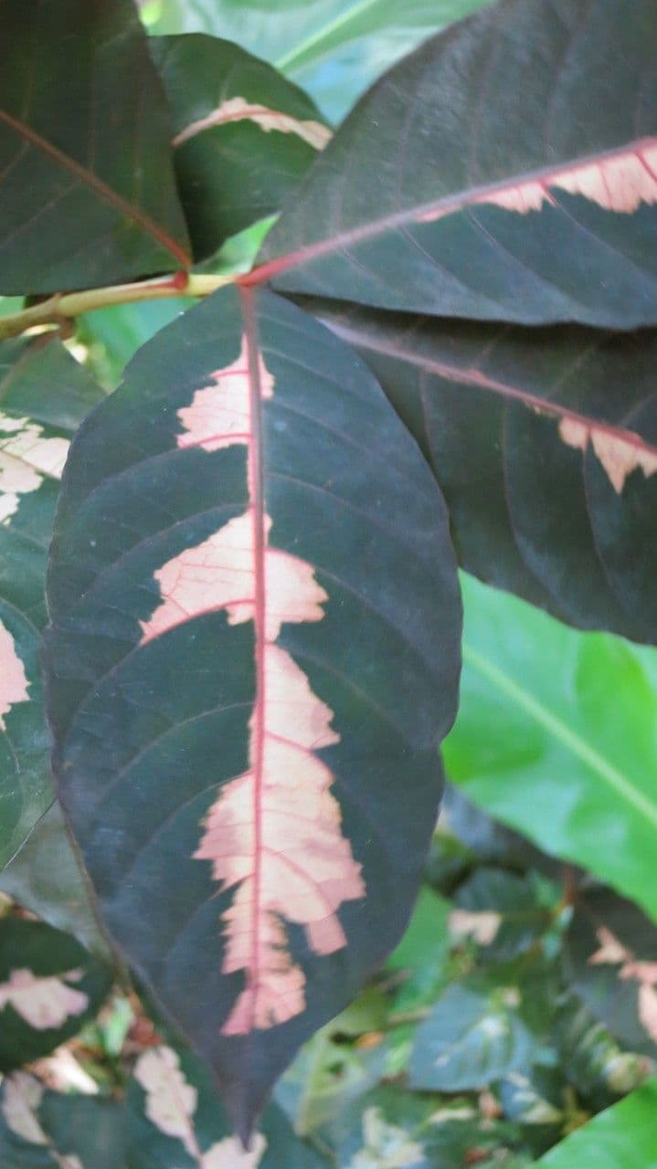 Graptophyllum pictum 11