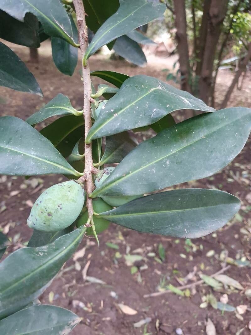 Warburgia