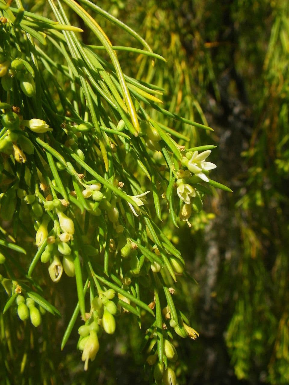 Plocama 7