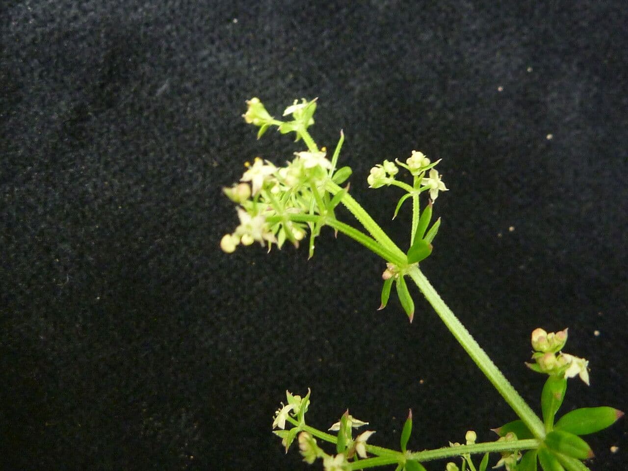Galium asperifolium