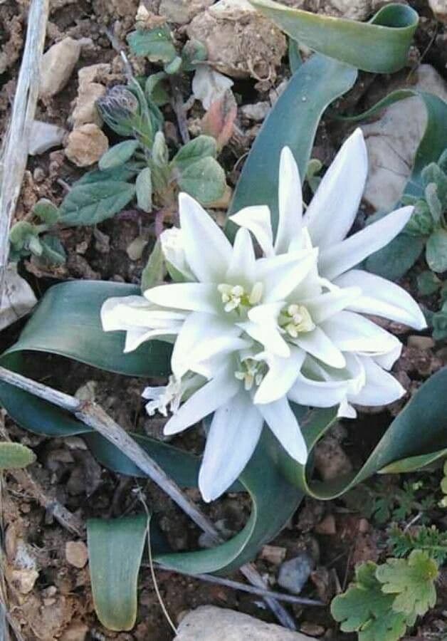 Ornitogalo lanceolato 2