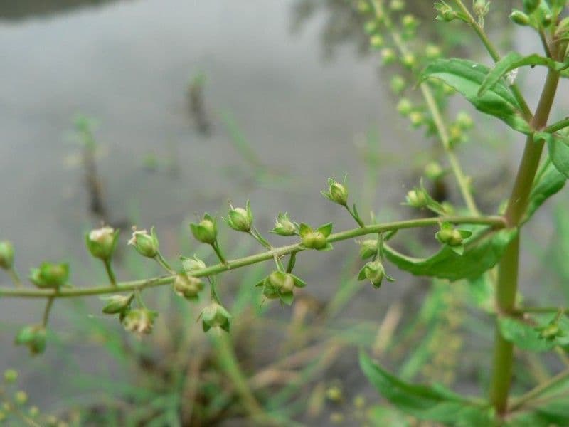 Veronica acquatica 23