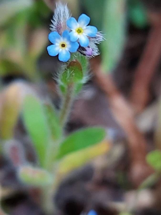 Miosotide ramosissima 30