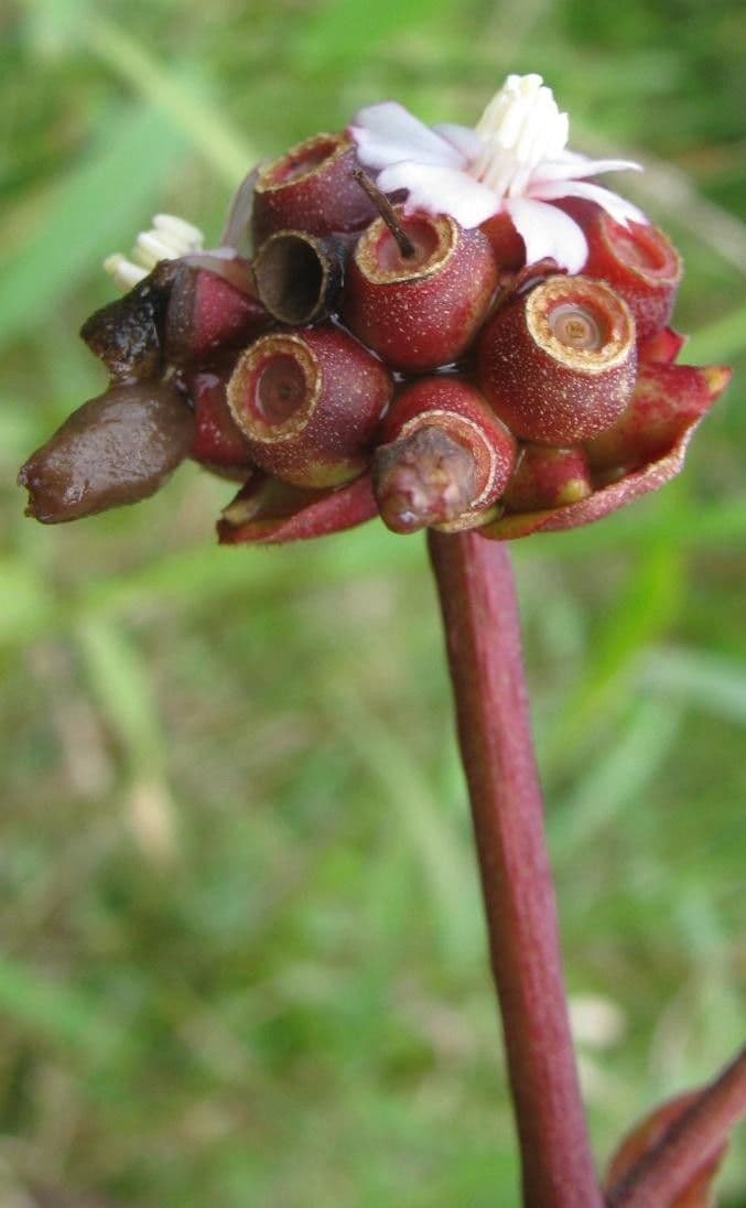Miconia 2
