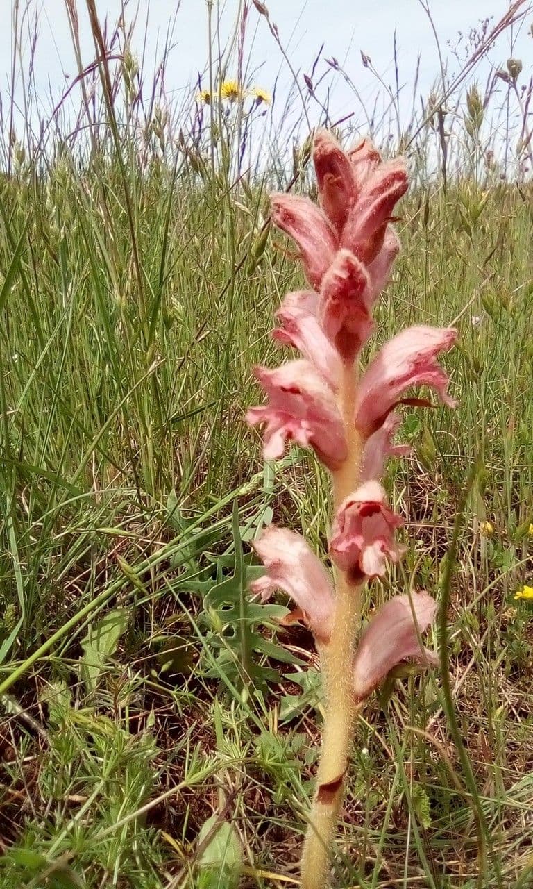 Succiamele garofanato 28
