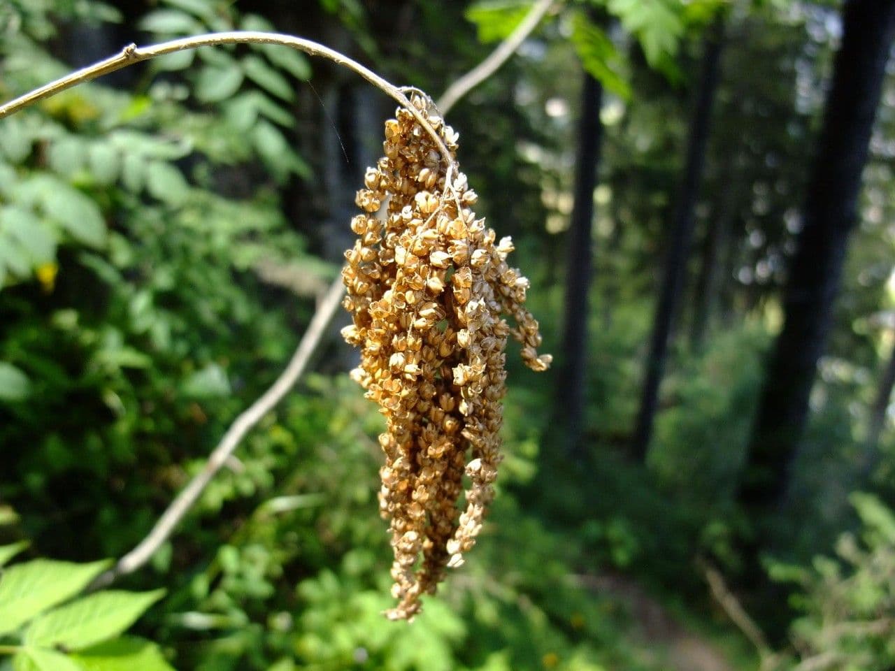 Wald-Geißbart