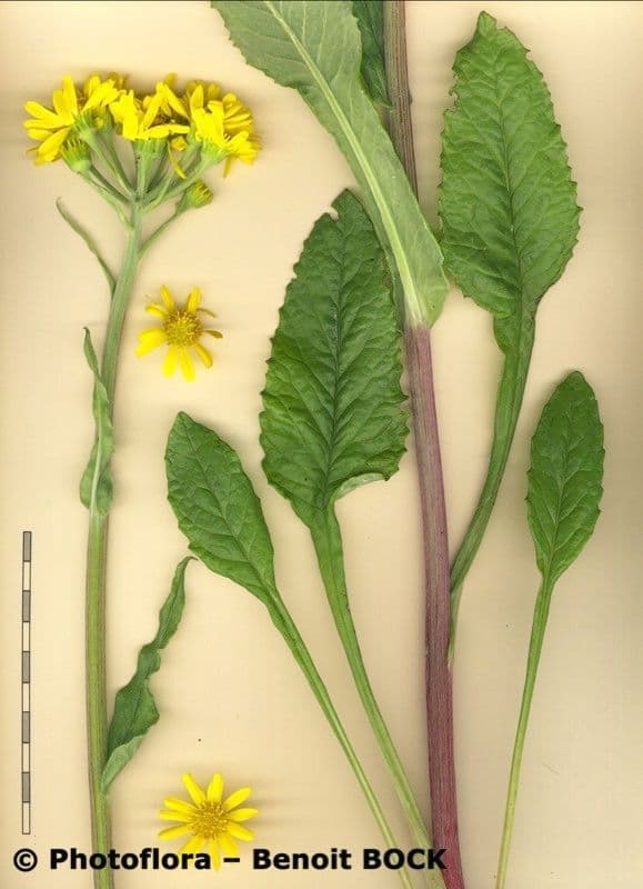 Tephroseris helenitis 35