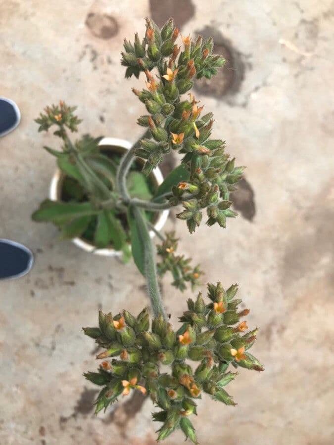 Kalanchoe 12