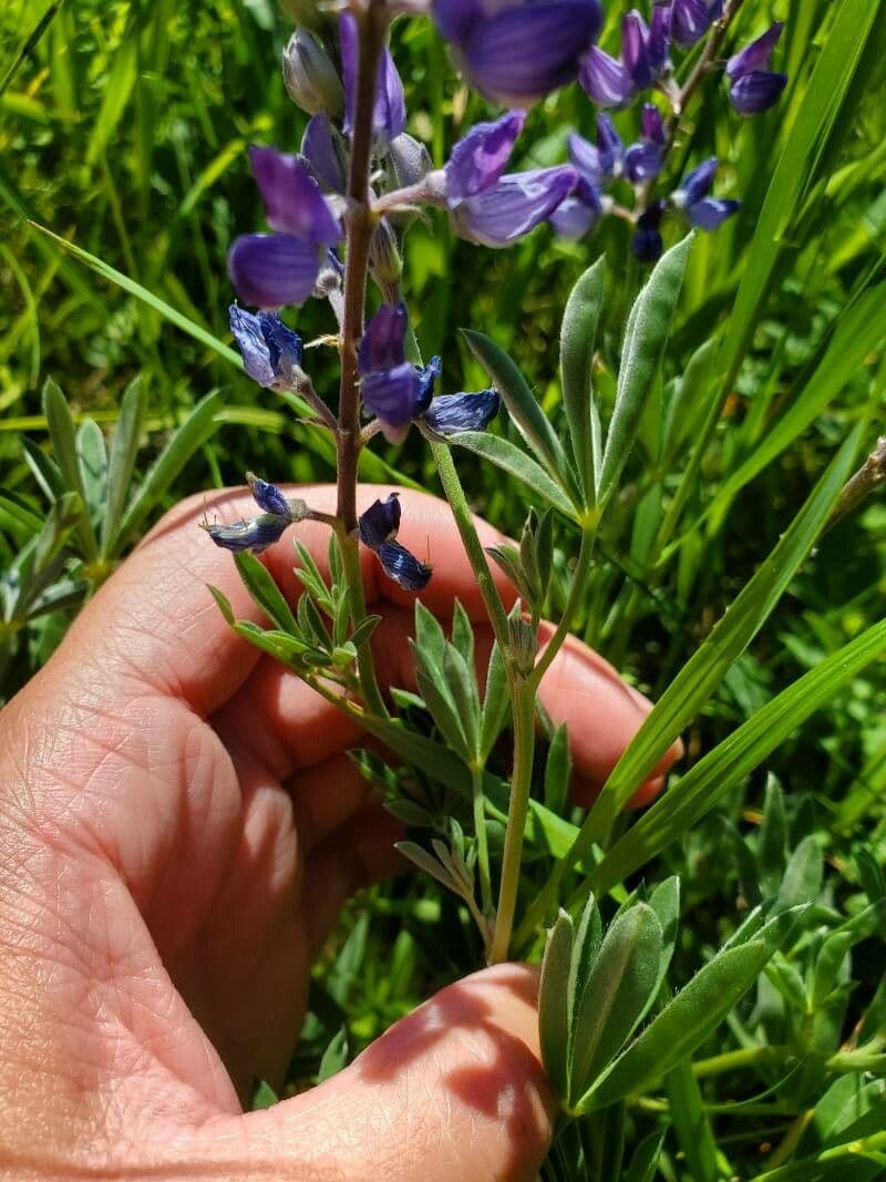 Nootka-Lupine 17