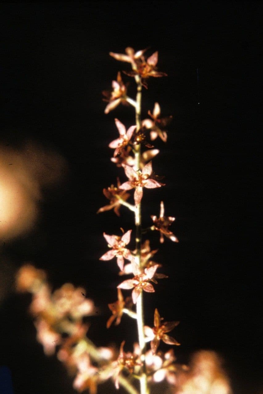 Xanthorhiza 8
