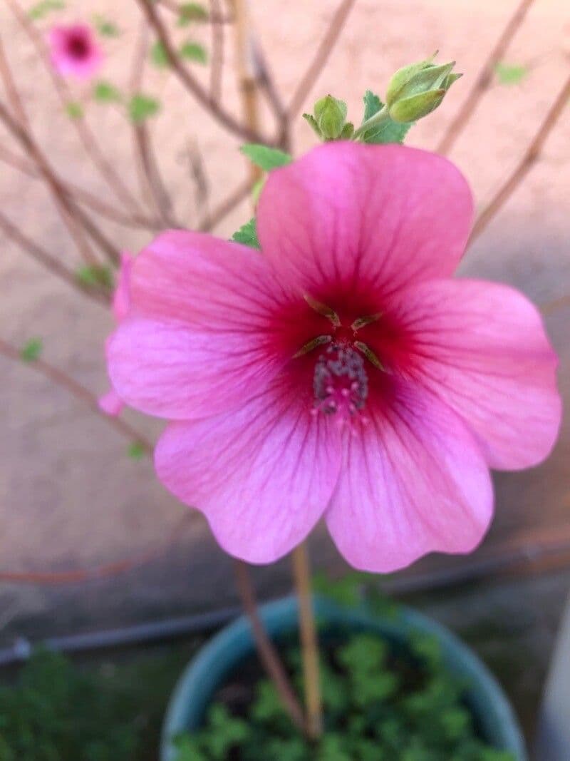 Anisodontea 2