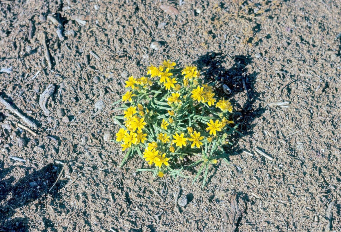 Pectis papposa