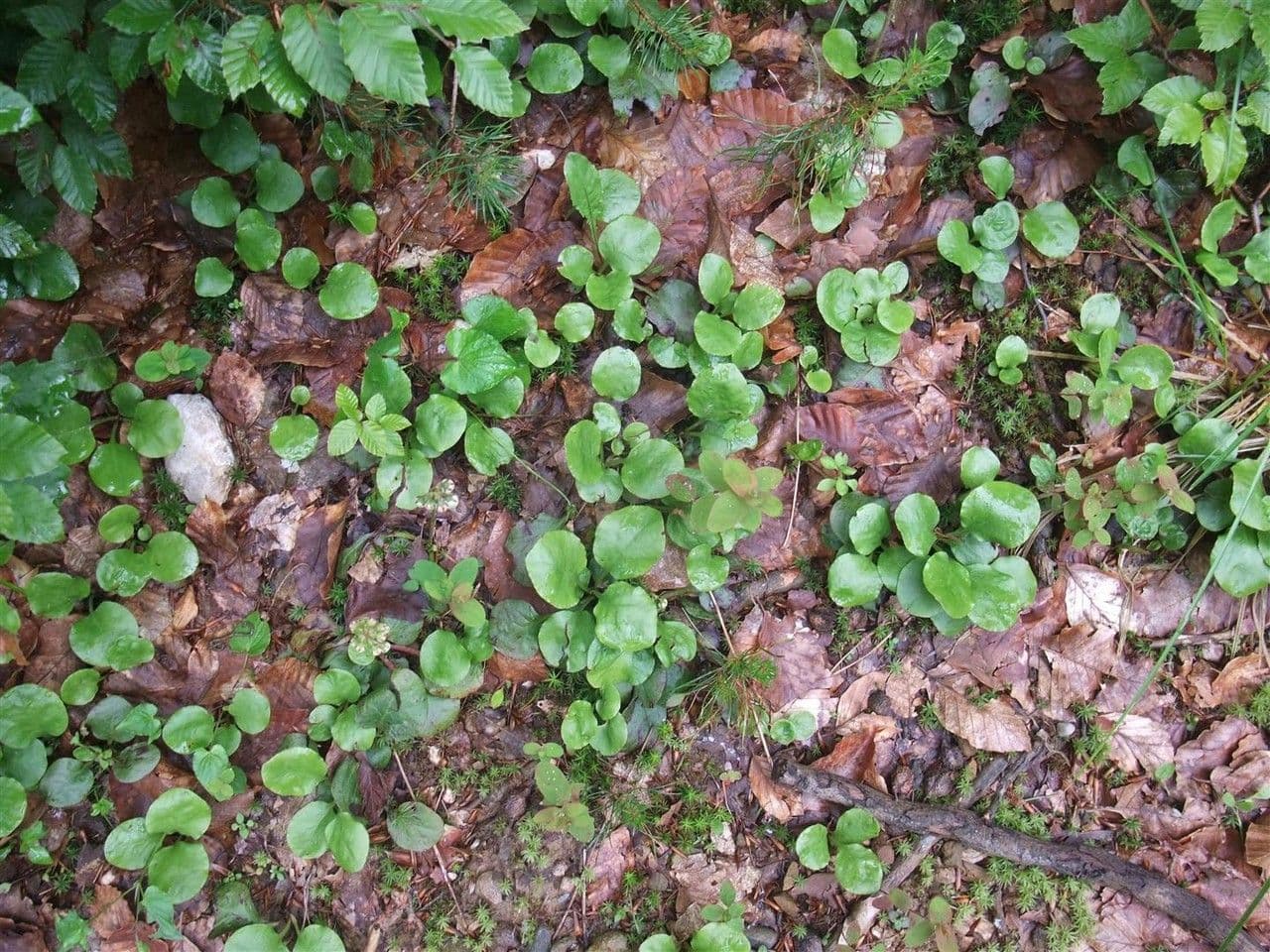 Round-leaf wintergreen 14