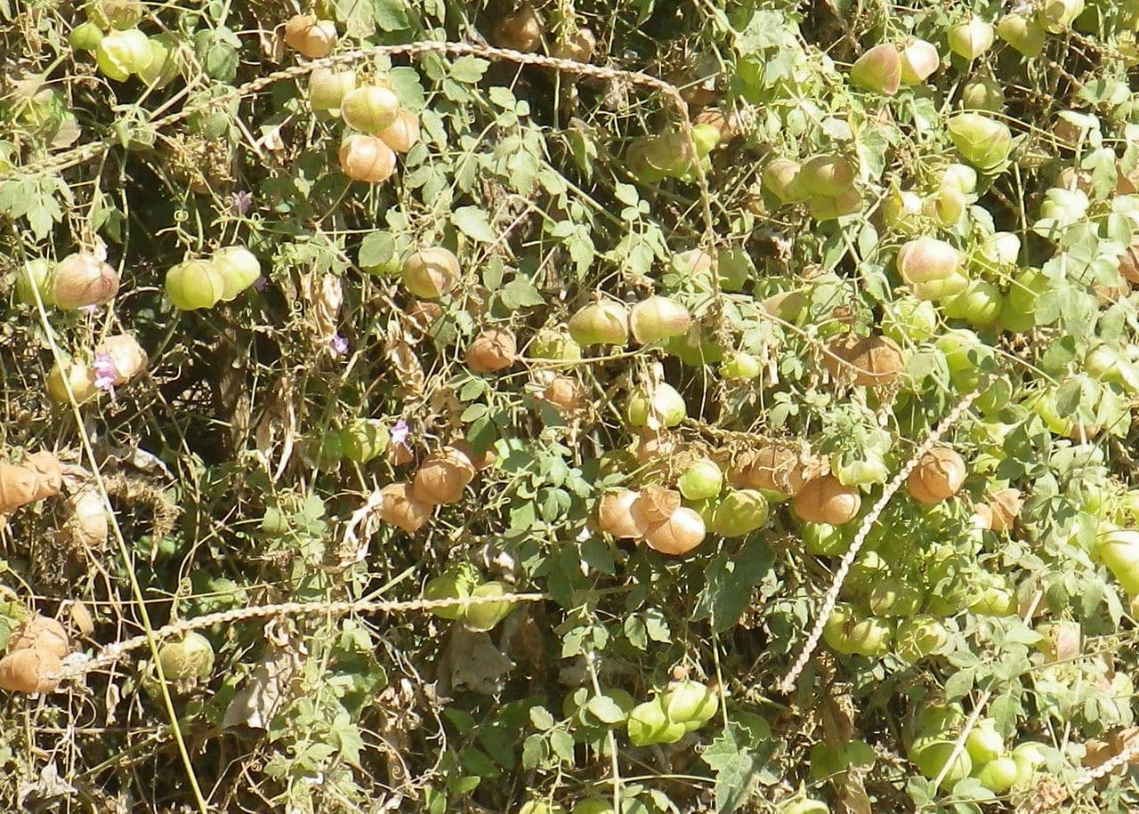 Cardiosperma 15