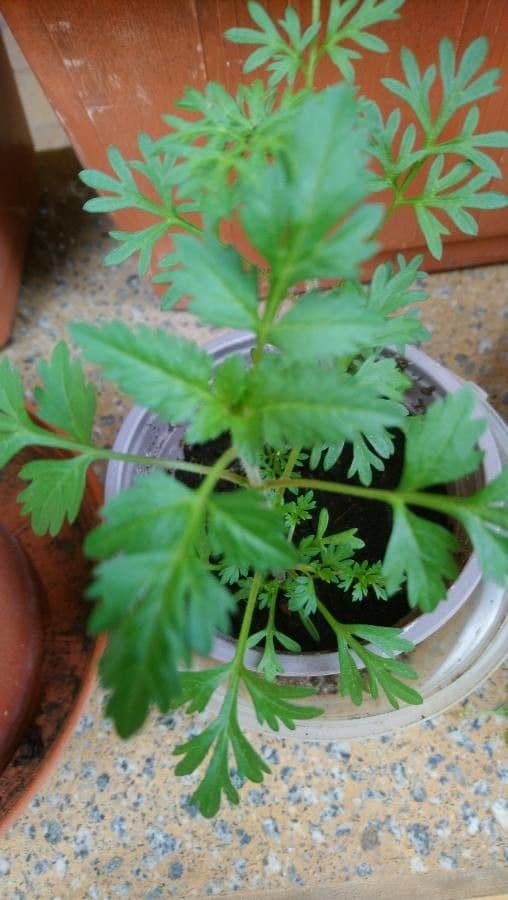 Bidens bipinnata 16