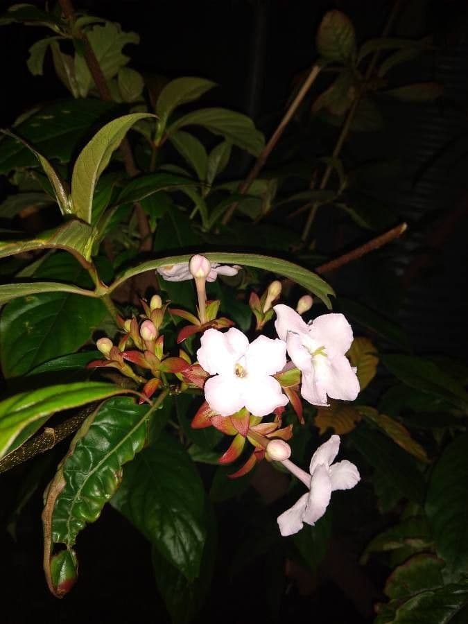 Luculia 4