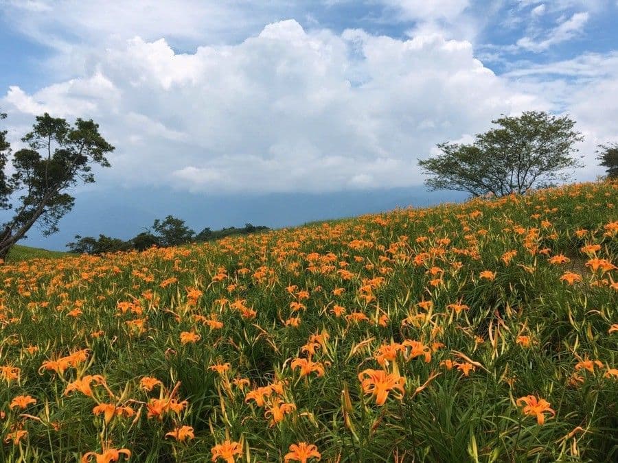 Hemerocallis citrina 3
