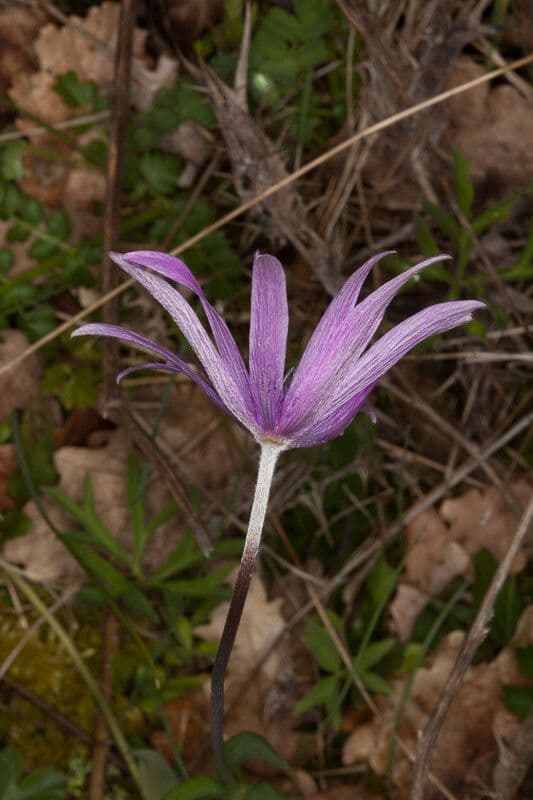 Anemone dei giardini 18