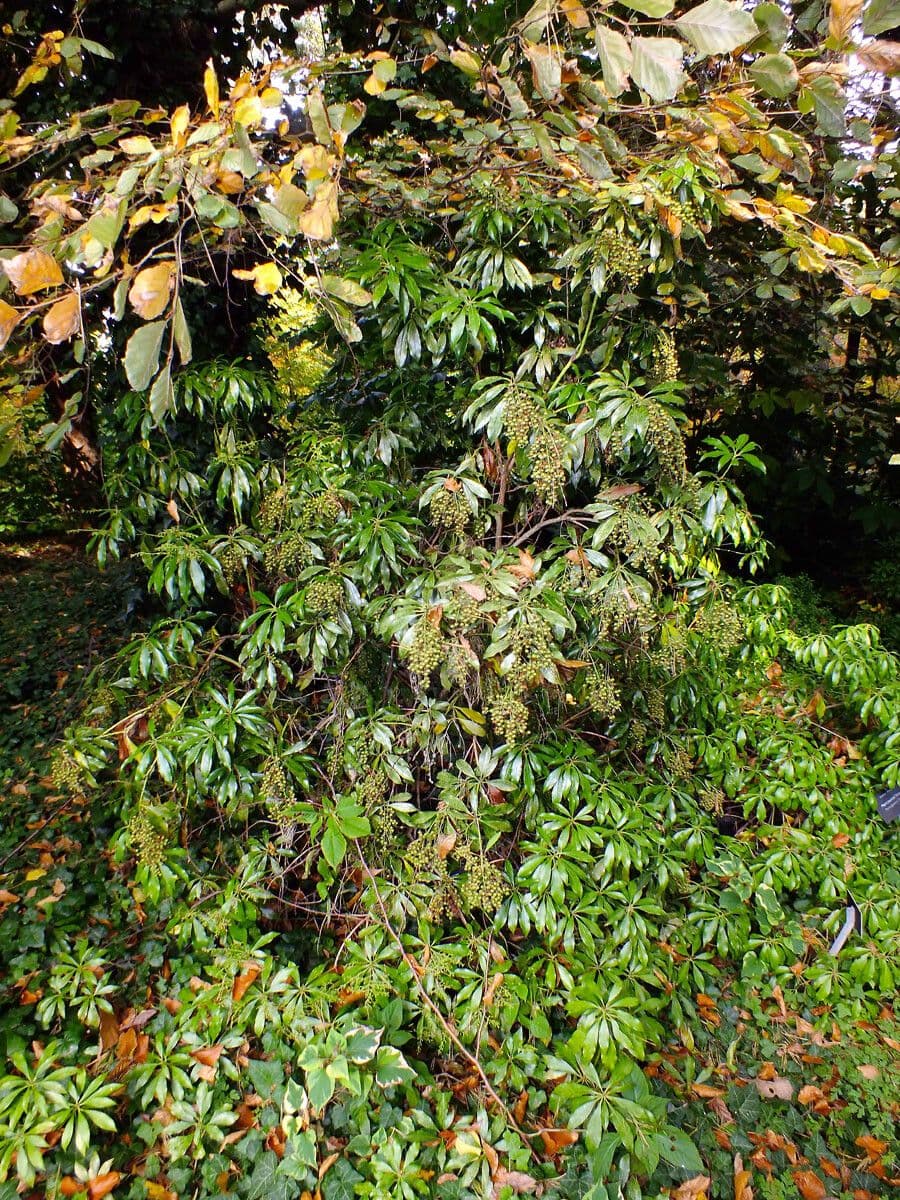 Pieris giapponese 14