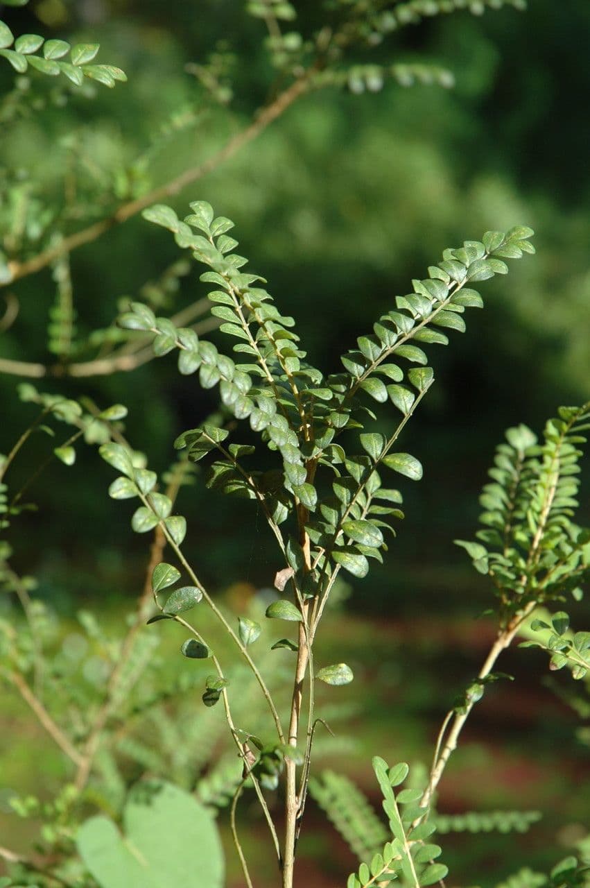 Toromiro Baum 2