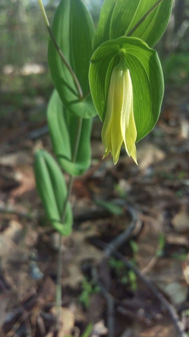 Uvularia perfoliata 8