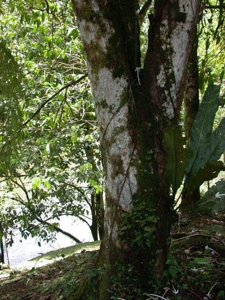 Posoqueria latifolia 18