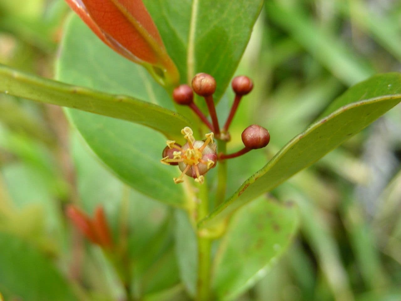 Austrobuxus 2