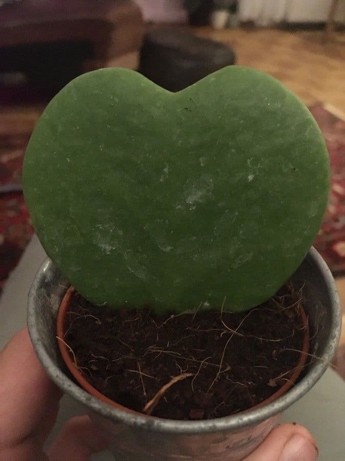Hoya 11
