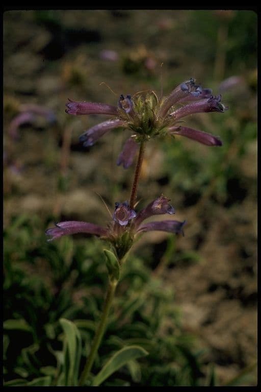 Penstemon 8