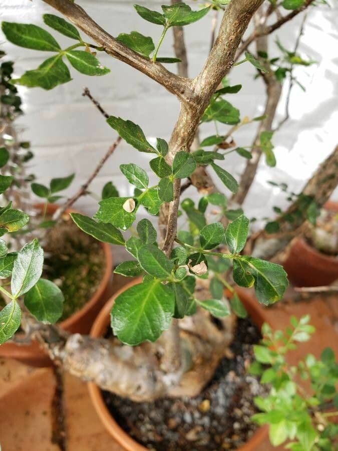Bursera profumata 10