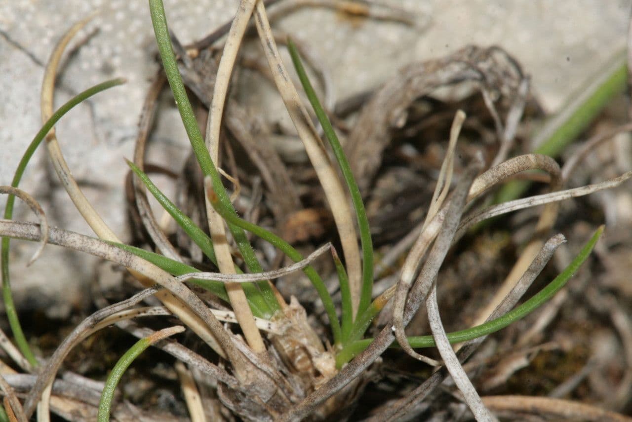 Festuca occitana 8