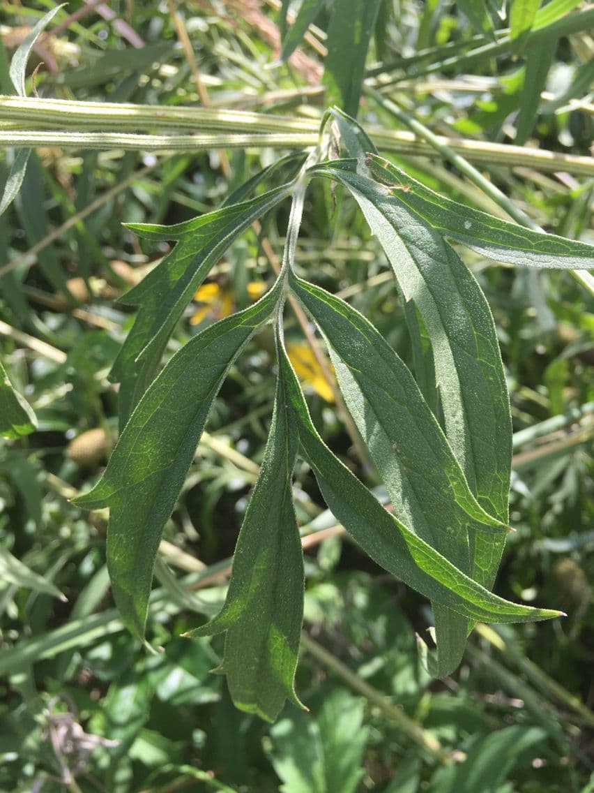 Ratibida pinnata 17