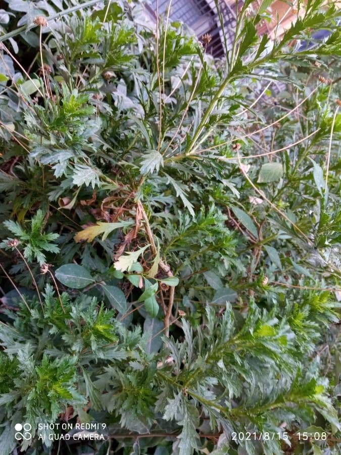 Gold-Euryops 17