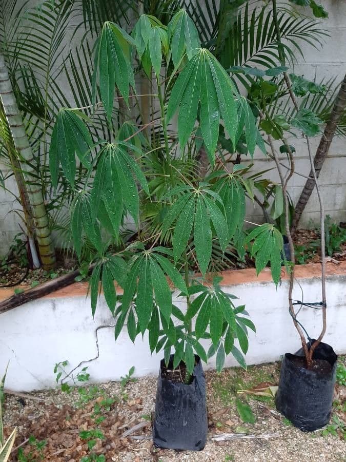 Ceiba 3