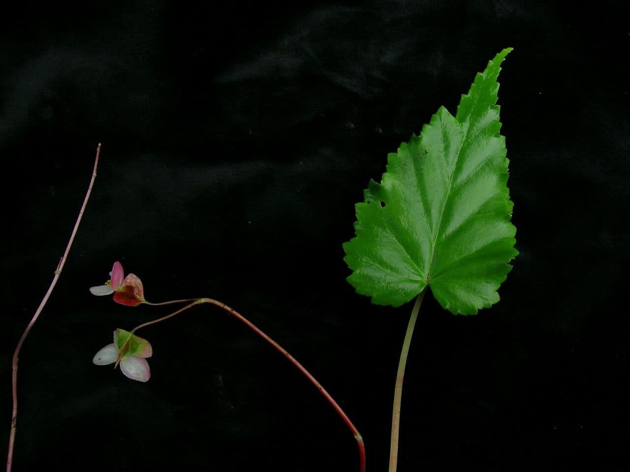 Begonia 5