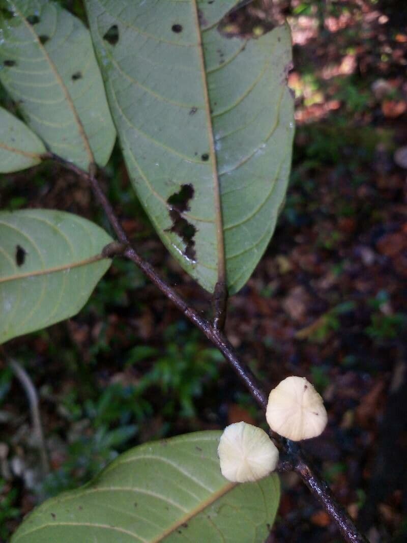 Unonopsis 6