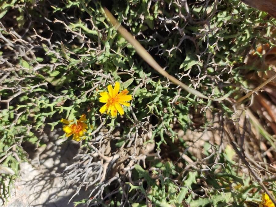 Launaea cervicornis 2