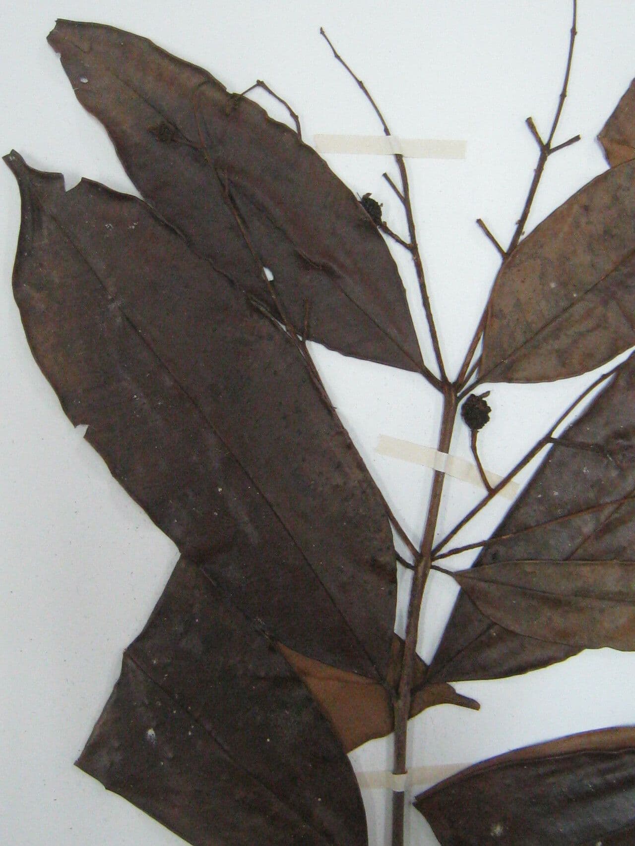 Eugenia 4